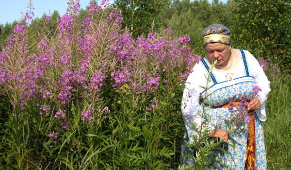 Иван Чай(Кипрей) - Как Собирать, Сушить И Правильно Заваривать